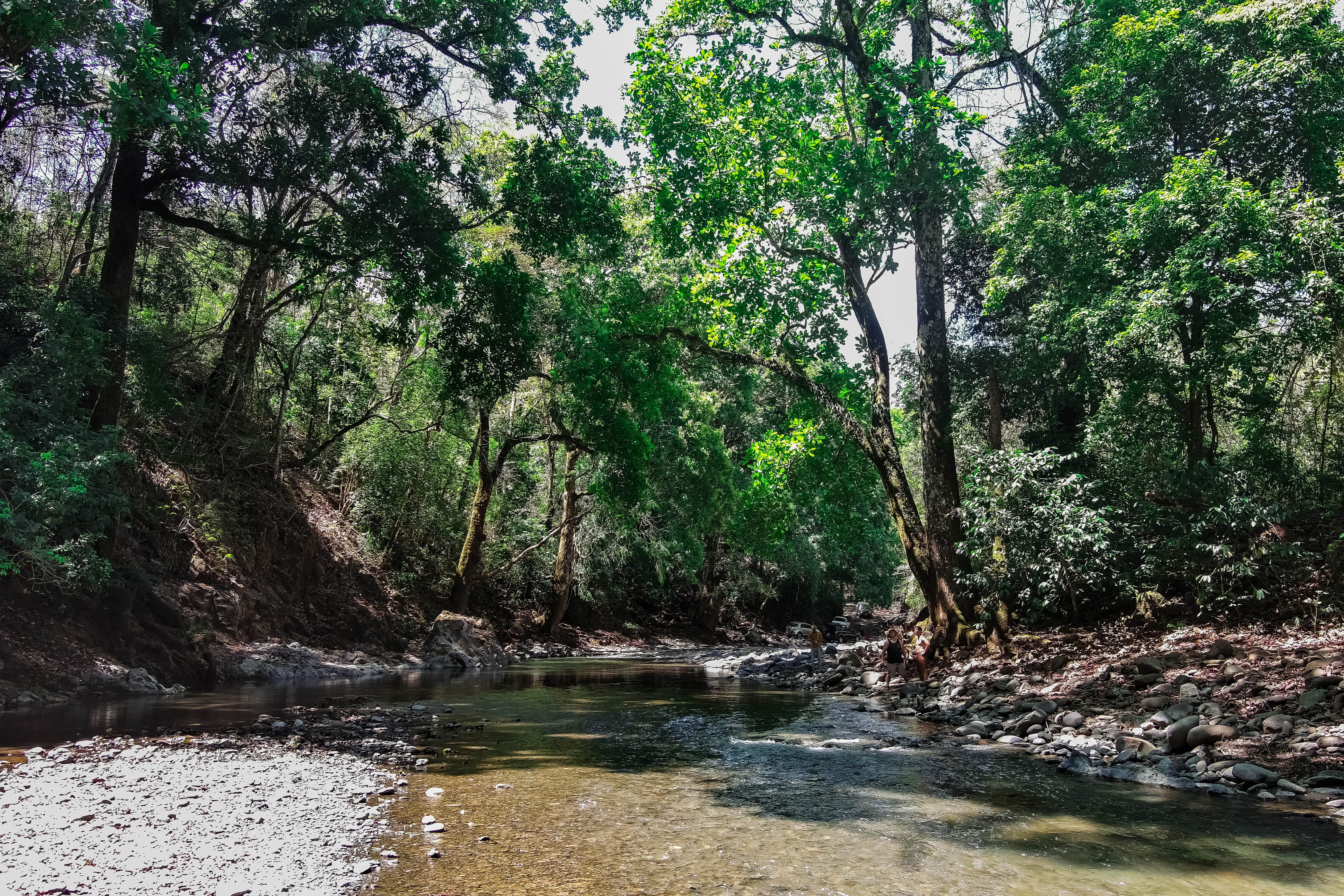 Río sereno con luz filtrada entre los árboles del bosque