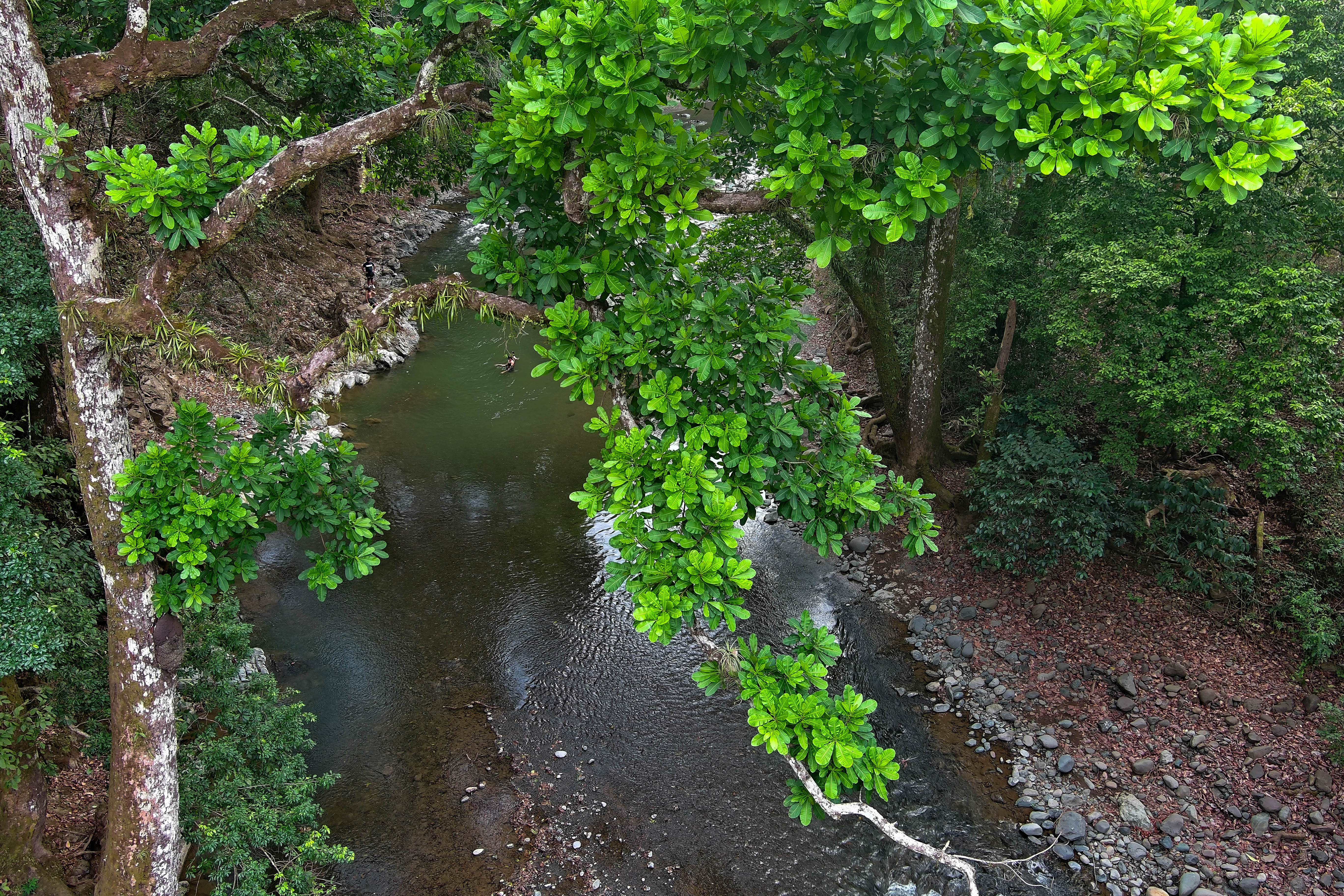 Vista aérea del río desde el dron entre el dosel de árboles